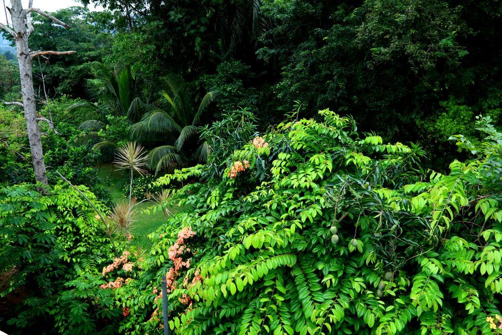 Nivahana Homestay Kandy Exteriér fotografie